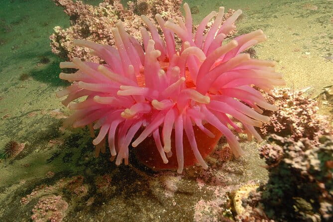Lofoten Unique Snorkeling Experience in Dry Suit - FAQs
