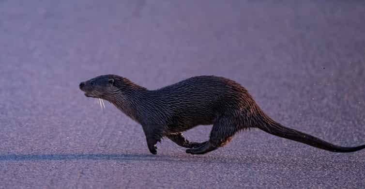 Lofoten: Wildlife Safari - Key points / Takeaways