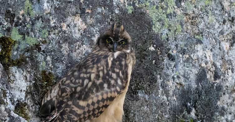 Lofoten: Wildlife Safari - Exploring the Lofoten Wildlife Safari in Depth