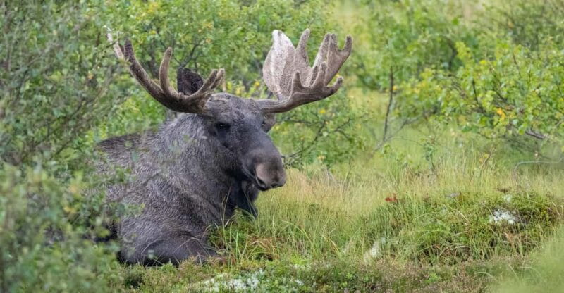 Lofoten: Wildlife Safari - FAQ