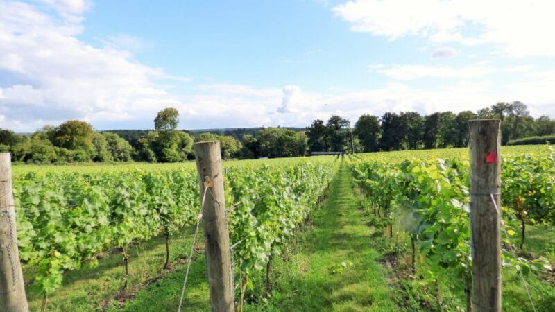 London: Full-Day English Wine Tour with Lunch - Key Points / Takeaways