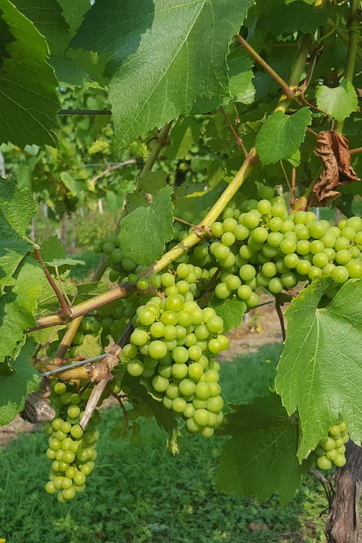 London: Full-Day English Wine Tour with Lunch - Second Vineyard: Guided Tastings and Shopping