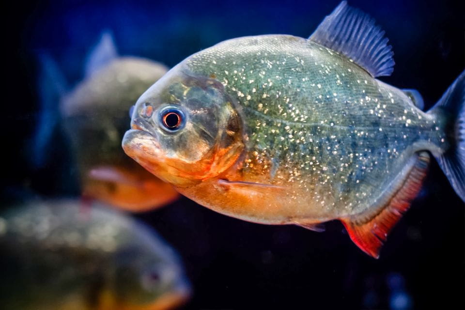 London: SEA LIFE Entry Ticket - Discovering Marine Creatures