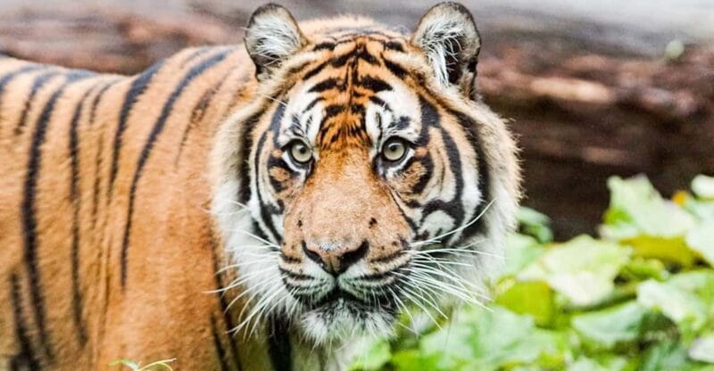 London Zoo: Entry Ticket - Practical Tips for a Successful Visit