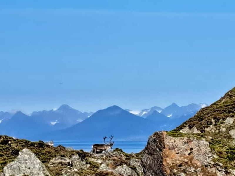 Longyearbyen: 10-Day Spitsbergen Cruise on Havella Boat - Prins Karls Forland: A Haven for Marine Mammals