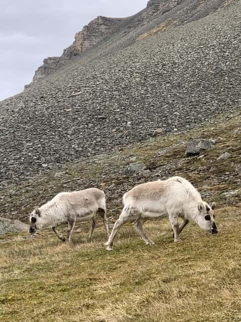 Longyearbyen: Panorama view hike - Platåfjellet Guided Hike - Who Should Consider This Experience?
