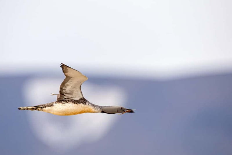 Longyearbyen: Wildlife Safari & Hiking Photography Tour - Exploring Longyearbyen’s Wildlife with a Guided Safari and Photography Tour