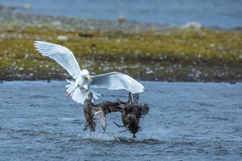 Longyearbyen: Wildlife Safari & Hiking Photography Tour - The Sum Up: A Genuine Arctic Encounter