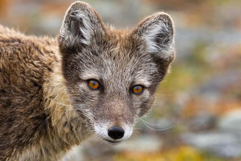 Longyearbyen: Wildlife Safari & Hiking Photography Tour - FAQ
