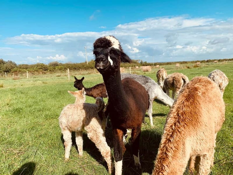 Loop Head: Alpaca Experience with Walk and Wool Spinning - Introduction: A Unique Irish Farm Experience with Alpacas