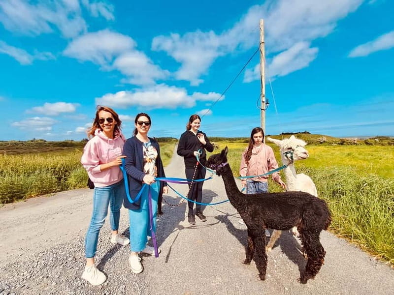 Loop Head: Alpaca Experience with Walk and Wool Spinning - Arriving at Loop Head: What to Expect on the Day