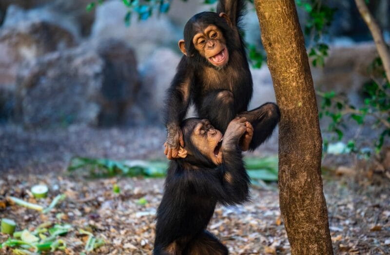 Loro Parque and Siam Park Combined Admission Tickets - Who Will Love This Combo?