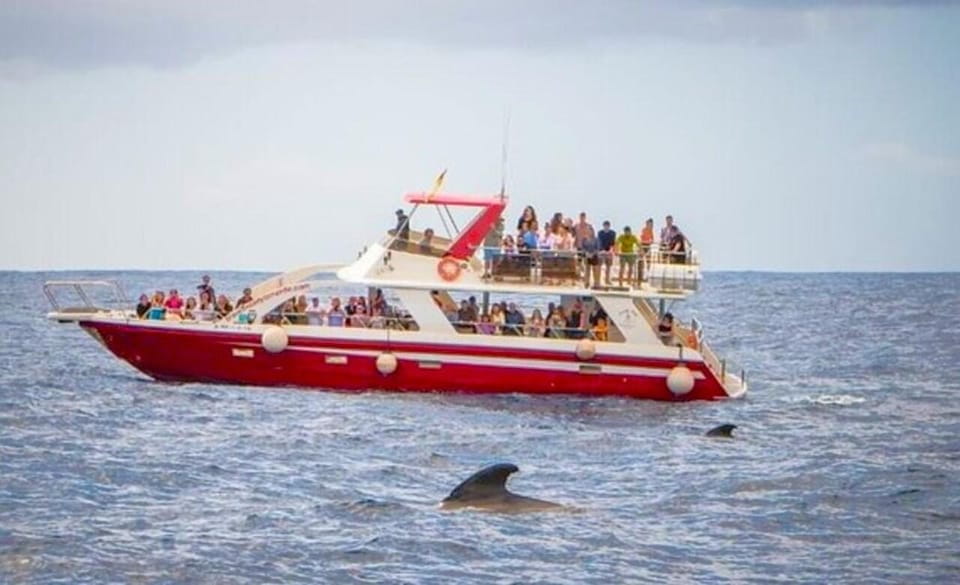 Los Cristianos: Eco-Yacht Whale Watching Cruise With Swim - Safety and Sustainability