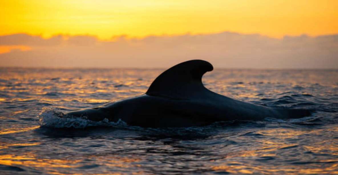 Los Cristianos: Eco Yacht Whale Watching Tour at Sunset - Key Points
