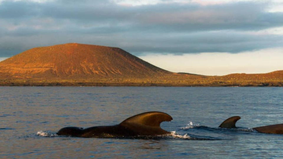 Los Cristianos: Eco Yacht Whale Watching Tour at Sunset - Sunset Views and Wildlife Sightings