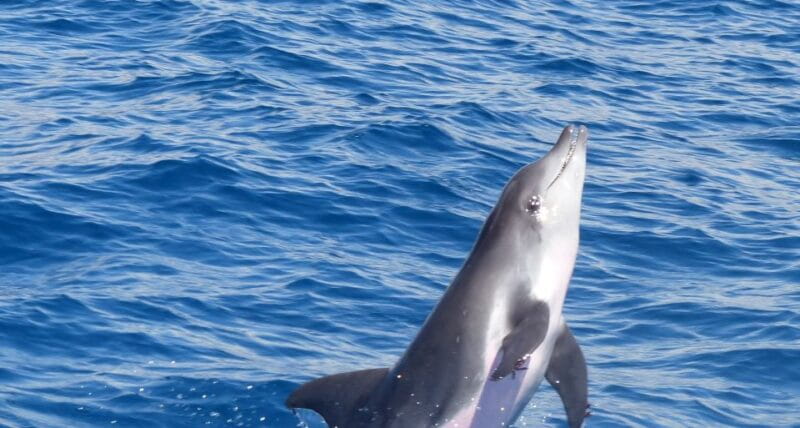 Los Cristianos: Respectful No-Chase Whale and Dolphin Cruise - The Itinerary: What to Expect