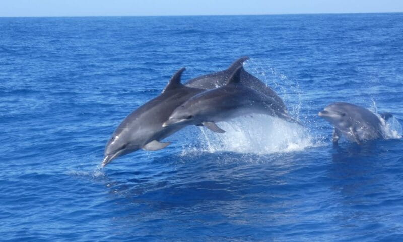 Los Cristianos: Respectful No-Chase Whale and Dolphin Cruise - Price and Value Analysis