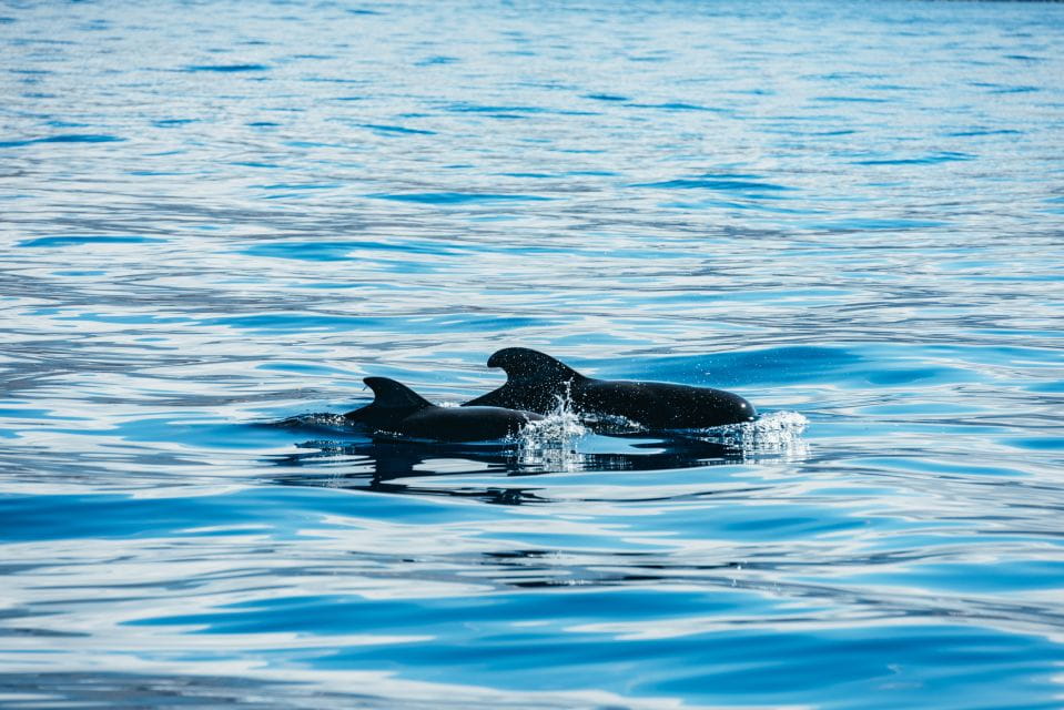 Los Cristianos: Respectful No-Chase Whale and Dolphin Cruise - Unique Features of the Experience