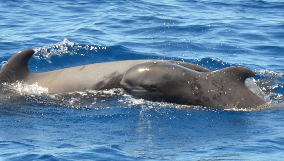 Los Cristianos: Respectful No-Chase Whale and Dolphin Cruise - Pricing and Booking Information