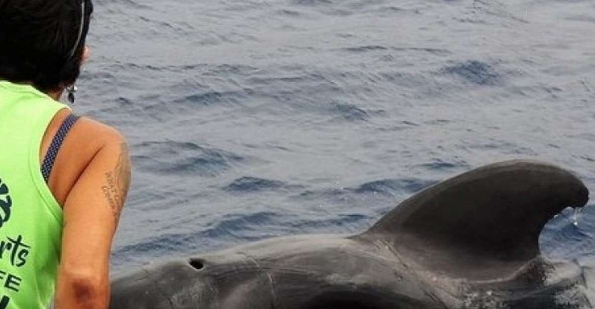 Los Cristianos: Respectful No-Chase Whale and Dolphin Cruise - Environmental Conservation Efforts