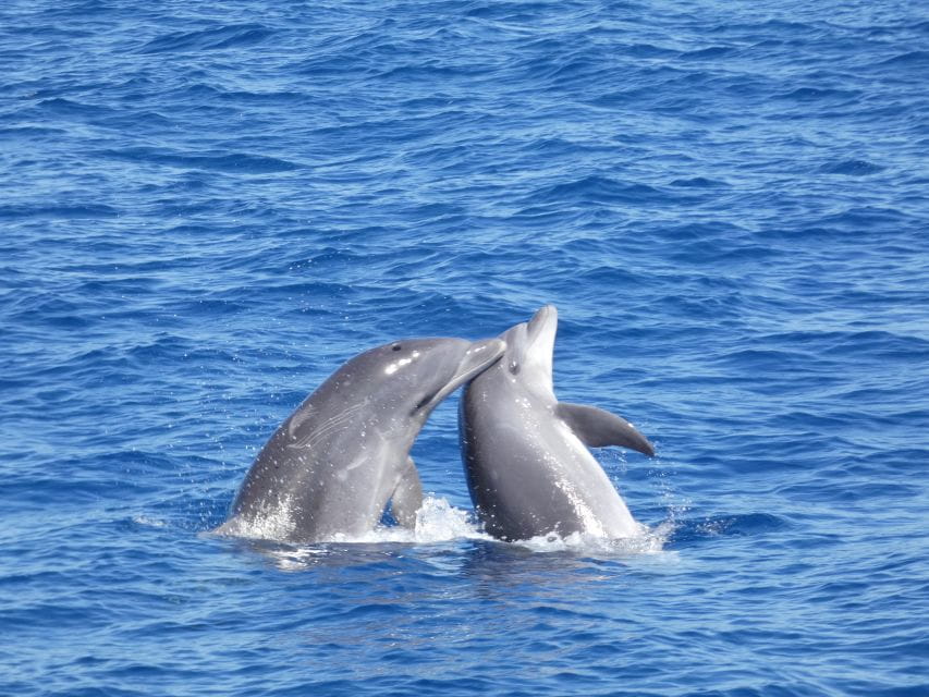 Los Cristianos: Respectful No-Chase Whale and Dolphin Cruise - Things To Know