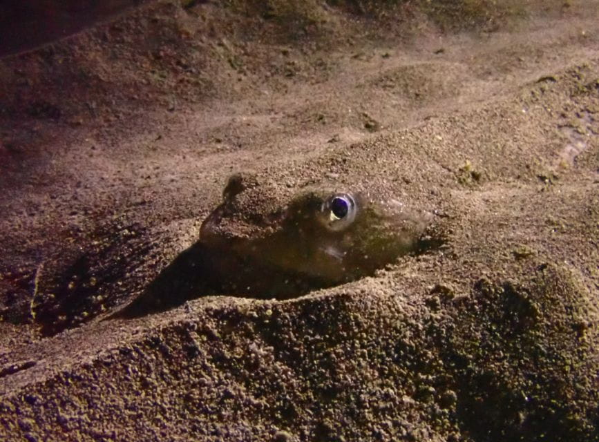 Los Cristianos: Try Dive for Beginners - Key Points