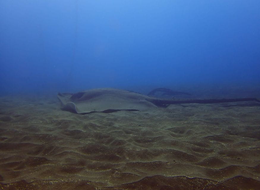 Los Cristianos: Try Dive for Beginners - Learning and Safety