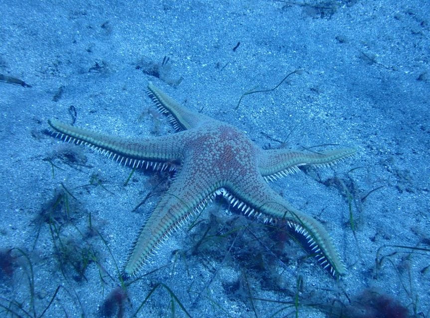 Los Cristianos: Try Dive for Beginners - Participant Guidelines