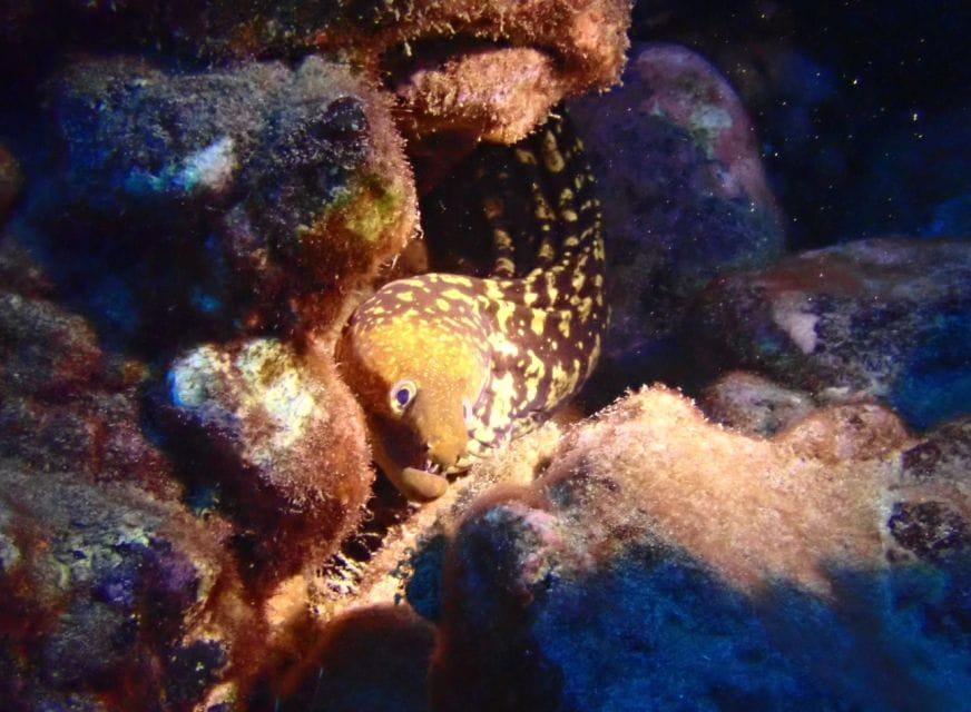 Los Cristianos: Try Dive for Beginners - Booking and Inquiries