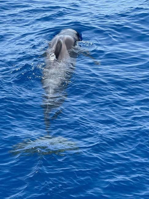 Los Cristianos: Viking Cruise Whales & Dolphins Watching - Final Thoughts: Is the Viking Whale & Dolphin Cruise Worth It?