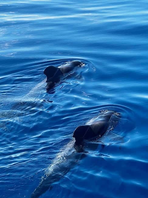 Los Cristianos: Whale Watching Cruise w/Swim Stop & Drinks - Practical Details and Tips for Your Trip