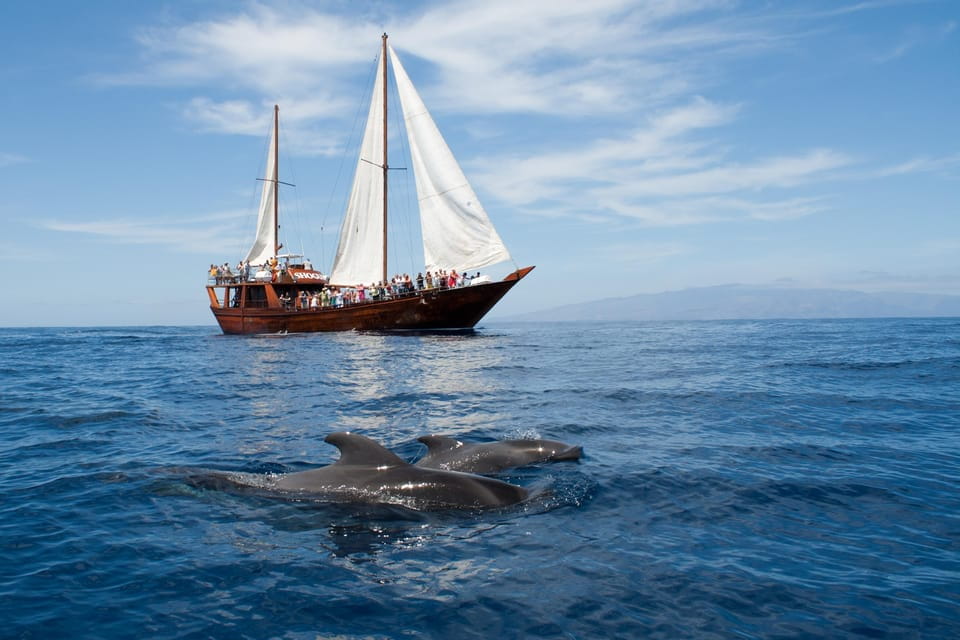 Los Cristianos: Whale-Watching Tour With Swimming Stop - Highlights and Features
