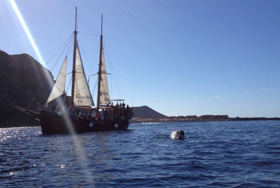 Los Cristianos: Whale-Watching Tour With Swimming Stop - What to Bring