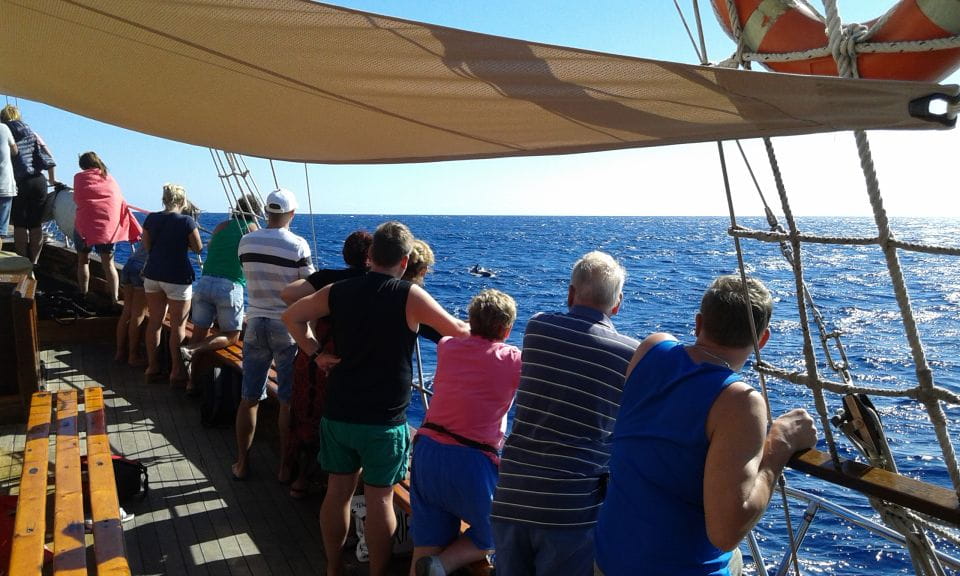 Los Cristianos: Whale-Watching Tour With Swimming Stop - Accessibility Details