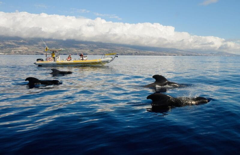 Los Gigantes: Dolphin and Whale Watching Cruise by Speedboat - Who This Tour Suits Best
