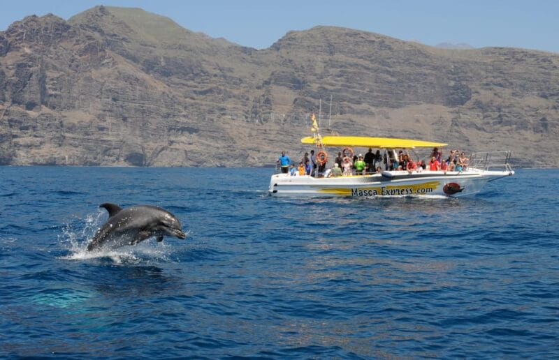 Los Gigantes: Dolphin & Whale Watching Cruise with Swim Stop - Practical details and tips