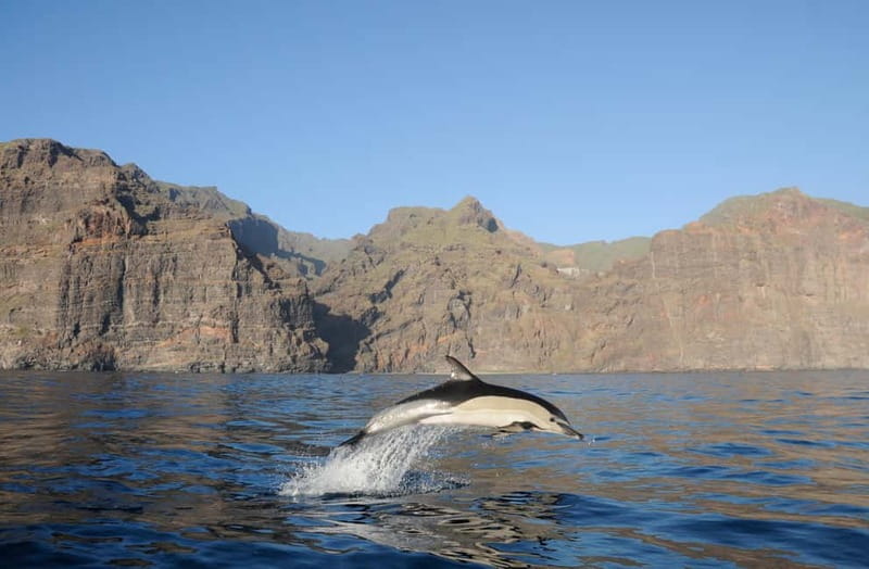 Los Gigantes: Dolphin & Whale Watching Tour on a Pirate Boat - The Spectacular Cliffs of Masca and Los Gigantes