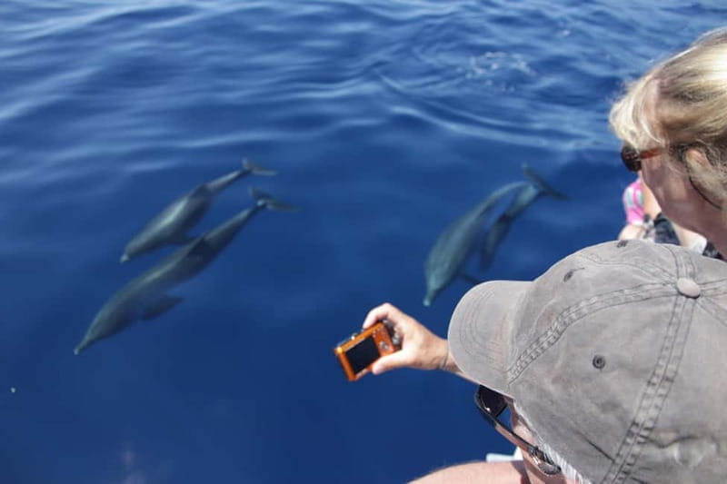 Los Gigantes: Whale or dolphin watching and swimming tour in Masca - Key points/Takeaways