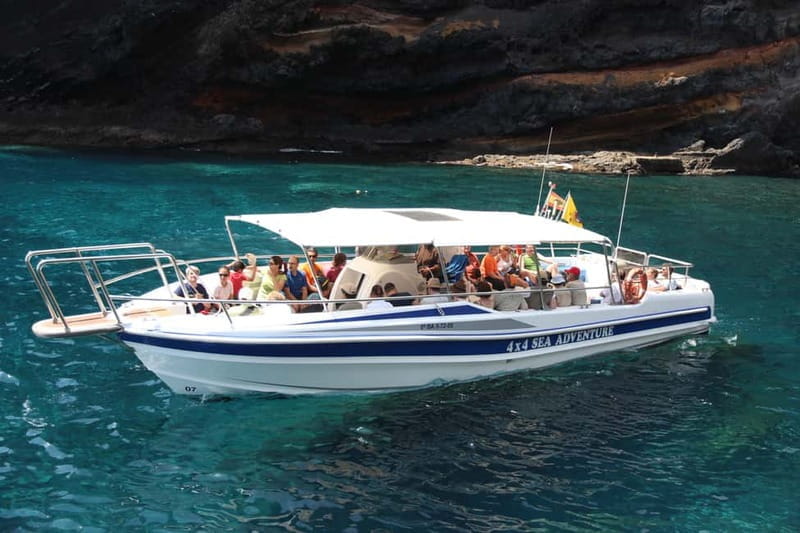 Los Gigantes: Whale or dolphin watching and swimming tour in Masca - Price and Logistics: Good Value for the Experience