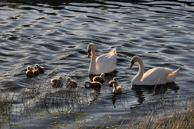 Lough Corrib History and Scenic Lake Cruise from Lisloughrey Pier Tour - The Sum Up