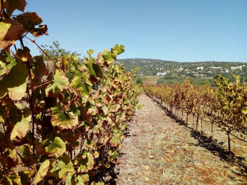 Loulé: Quinta Da Tôr Winery Guided Tour and Wine Tasting - Cultivation Process
