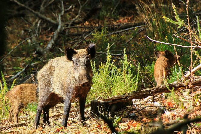 Lousa Mountain Private Tour - Inclusions and Services