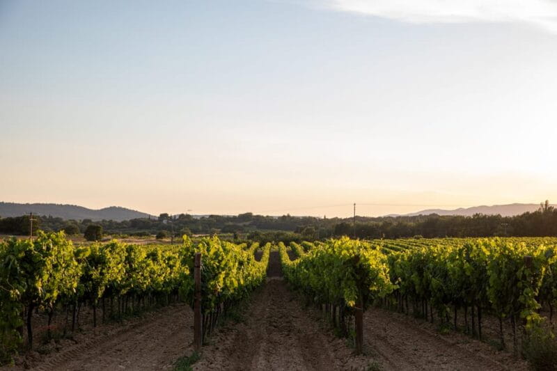 Luberon: Vineyard Tour and Wine Tasting - Price, Duration, and Value