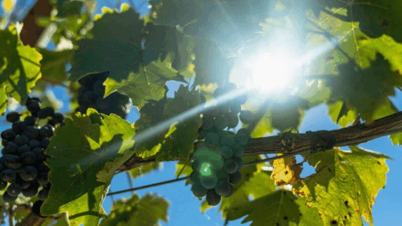 LUCCA: EBIKE TOUR WITH LUNCH AND WINE TASTING - The Sum Up: Who Should Consider This Experience?