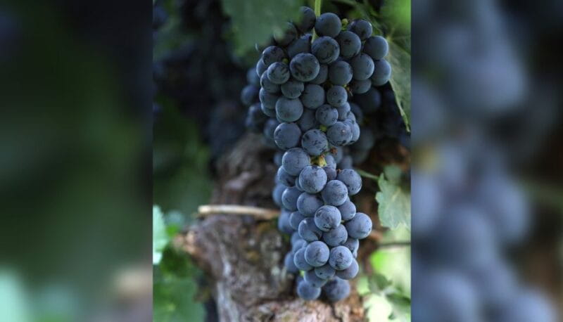 Lucca: Guided Winery Tour with Wine Tasting - Sip & Savor: The Tasting on the Scenic Terrace