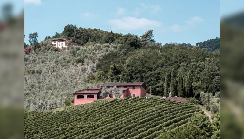 Lucca: Guided Winery Tour with Wine Tasting - Practical Details: Logistics, Pricing & Who Will Love It