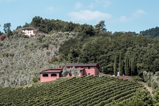Lucca: Wine Tasting Experience - Tenuta Adamo Winery - Panoramic Countryside Views