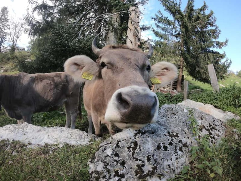 Lucerne: Cliff Path Private Guided Trip - Key Points / Takeaways