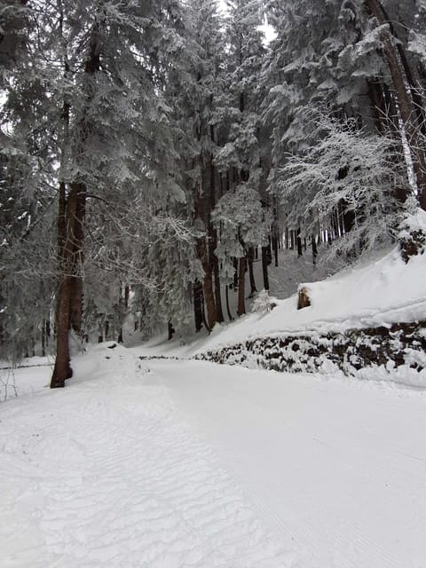 Lucerne: Private Snowshoe Tour - Equipment and Comfort