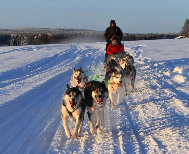 Luleå: Drive your own Husky team, 10km - Key Points / Takeaways